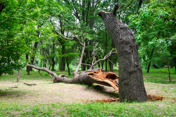 Best Lawn Disease Treatment  in Paoli, IN