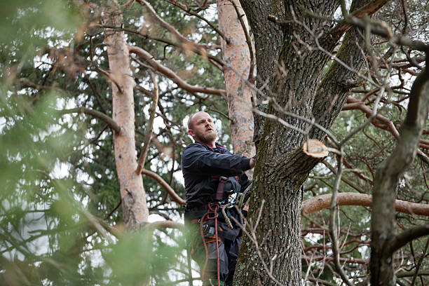 Reliable Paoli, IN Tree Care Solutions